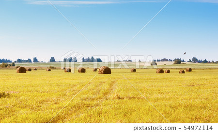 Bales Of Grass On A Mowed Field In The Countryside Bales Of Grass On A Mowed Field In The Countryside 54972114