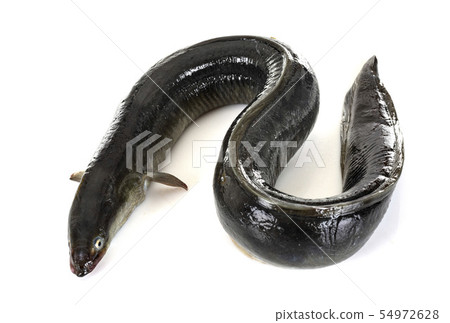 European eel in studio European eel in studio 54972628