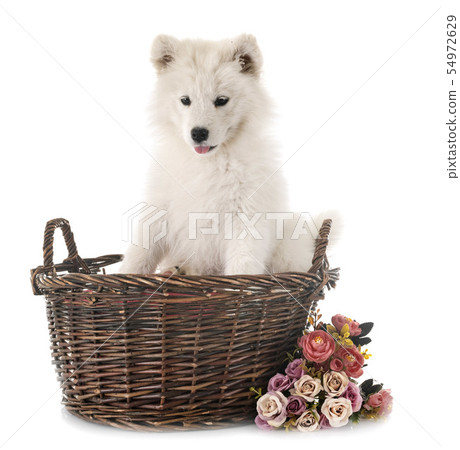 puppy samoyed dog in studio 54972629