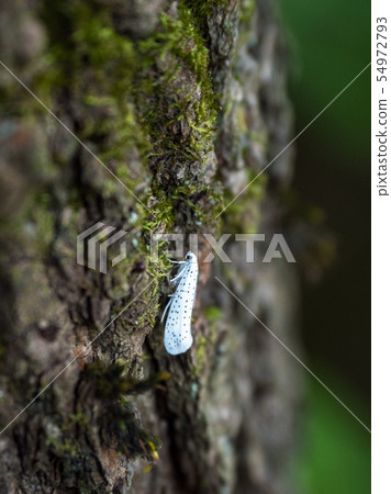 Ermine moth on the bark of a tree. Ermine moth on the bark of a tree. 54972793