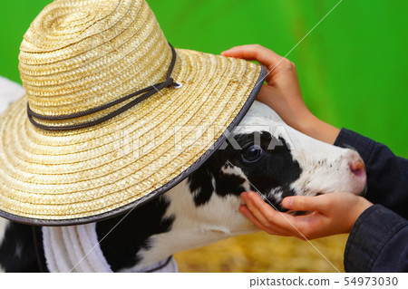 小牛戴著一頂帽子 小牛戴著一頂帽子 54973030