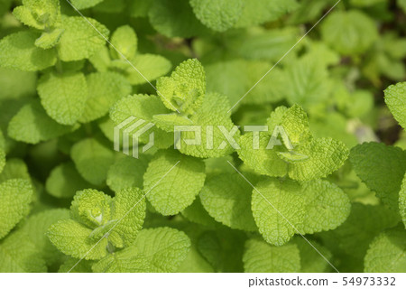Mint 54973332