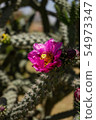 Beautiful cactus in Northern Cyprus 54973347