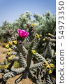 Beautiful cactus in Northern Cyprus 54973350