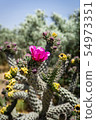 Beautiful cactus in Northern Cyprus 54973351