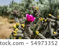 Beautiful cactus in Northern Cyprus 54973352