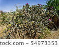Beautiful cactus in Northern Cyprus 54973353