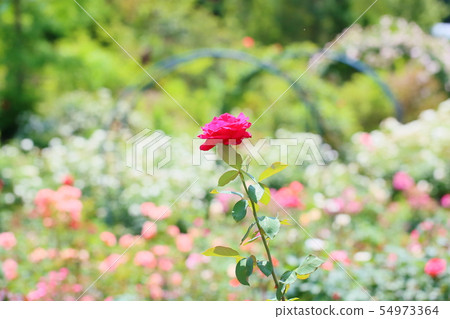 Rose flower ponterosa 54973364