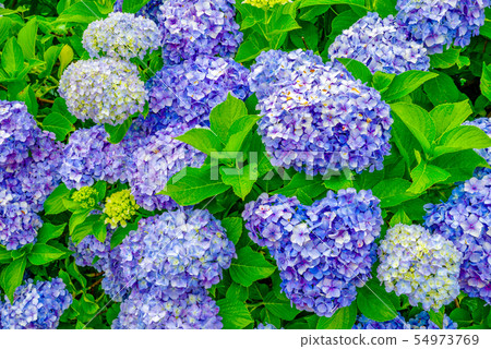 Japanese-style image "Shiyo Hana" 54973769