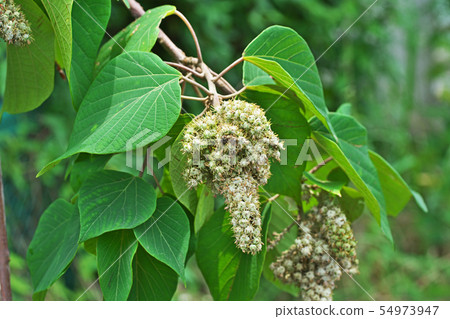 Fruit of Akamegashiwa which became thick and plump Fruit of Akamegashiwa which became thick and plump 54973947
