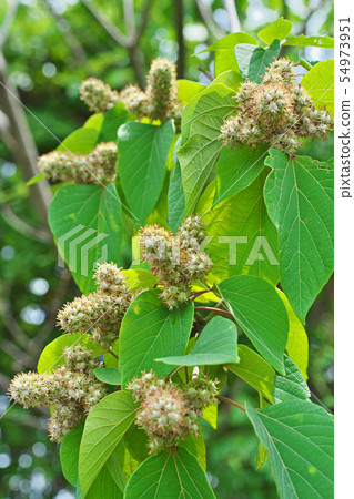 Fruit of Akamegashiwa which became thick and plump 54973951