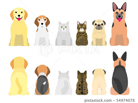 Border of the old dog and old cats 54974078