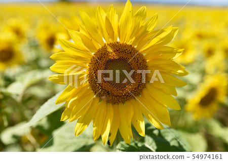 Sunflower field (Hokkaido · Chiebun) Sunflower field (Hokkaido · Chiebun) 54974161