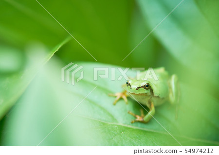 Tree frog looking at camera Hide Tree frog looking at camera Hide 54974212