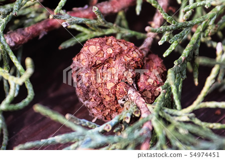 Closeup of Juniper Hawthorn Rust on Cedar Closeup of Juniper Hawthorn Rust on Cedar 54974451