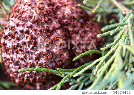 Closeup of Juniper Hawthorn Rust on Cedar Closeup of Juniper Hawthorn Rust on Cedar 54974452