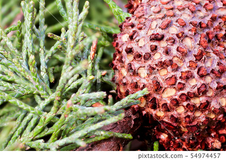 Closeup of Juniper Hawthorn Rust on Cedar Closeup of Juniper Hawthorn Rust on Cedar 54974457