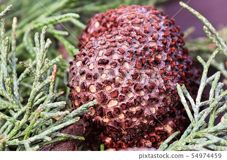 A gall of Juniper Hawthorn Rust on a branch of A gall of Juniper Hawthorn Rust on a branch of 54974459