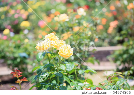 Rose flower Michelangelo 54974506