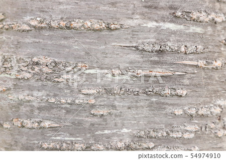 Yae Sakura的樹皮（Sekizan） 54974910