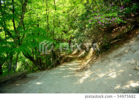 Secret area of Oku Chichibu New Nishizawa Valley Hiking Course Secret area of Oku Chichibu New Nishizawa Valley Hiking Course 54975682
