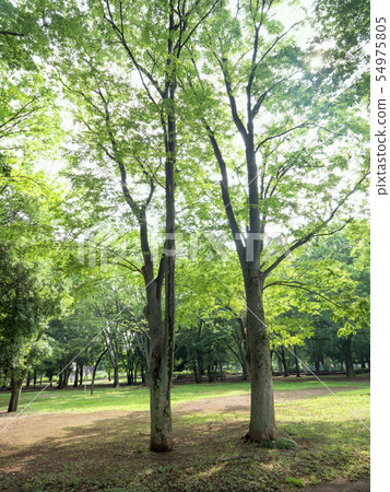 Tokyo Wadahori Park Tokyo Wadahori Park 54975805