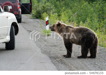Wild hungry Kamchatka brown bear walking on road Wild hungry Kamchatka brown bear walking on road 54976133