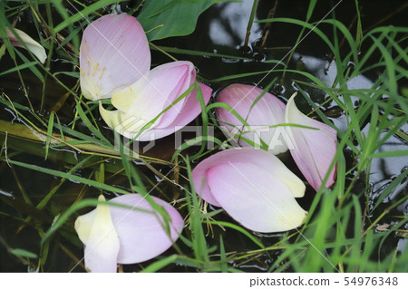 桃紅色蓮花瓣 54976348