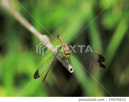 Nosimetombo 54976632