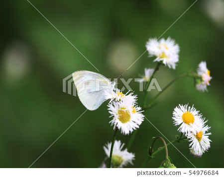 White butterfly that stops in Haruion 54976684