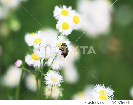 核心Ohanamuri停在Haldione 54976686