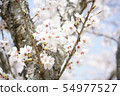 Cherry tree in full bloom  54977527