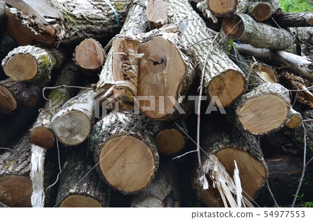 堆積的樹木 54977553