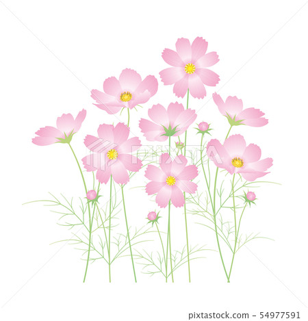 粉紅色的波斯菊花 54977591