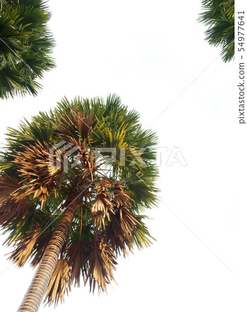 high tall palm tree large green leaves on blue sky 54977641