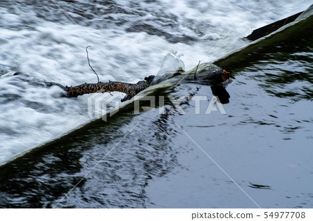 Drop of river Jumping on broken branches Drop of river Jumping on broken branches 54977708