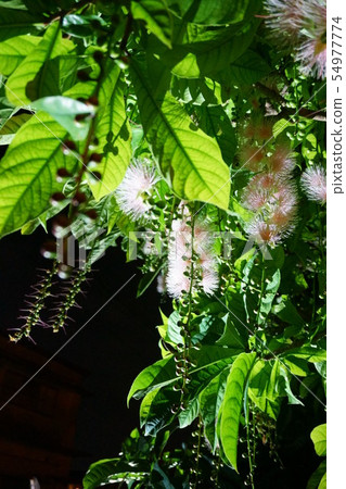 763 Sagaribana 54977774