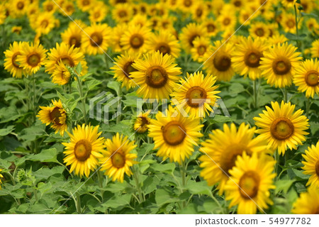 Sunflower field Sunflower field 54977782