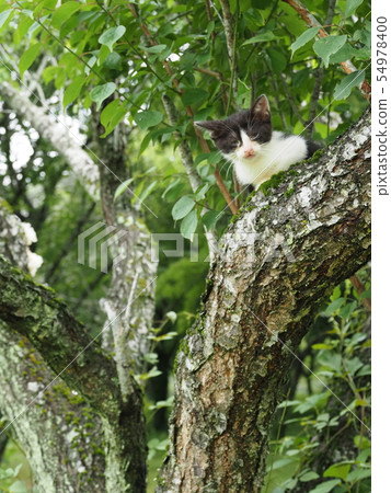 Kitten · Wild cat · Tree climbing Kitten · Wild cat · Tree climbing 54978400
