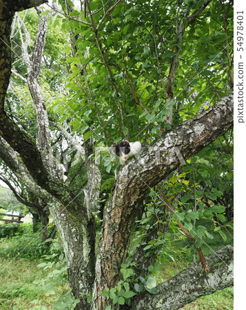 Kitten · Wild cat · Tree climbing Kitten · Wild cat · Tree climbing 54978401