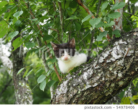 Kitten · Wild cat · Tree climbing Kitten · Wild cat · Tree climbing 54978406