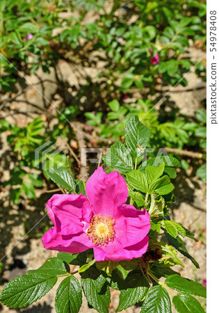 樹：Hamanas玫瑰家族 54978408