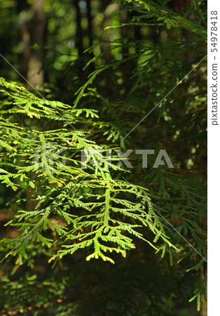 Tree: Asnaro Hinoki 54978418