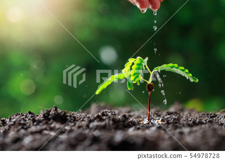 Close up Farmer Hand watering young baby plants 54978728