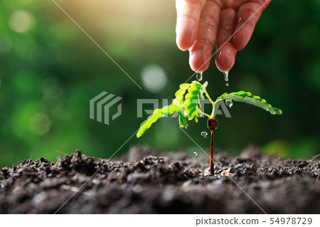 Close up Farmer Hand watering young baby plants 54978729