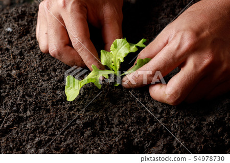 Close up Farmer hand planting sprout (Green oak Close up Farmer hand planting sprout (Green oak 54978730