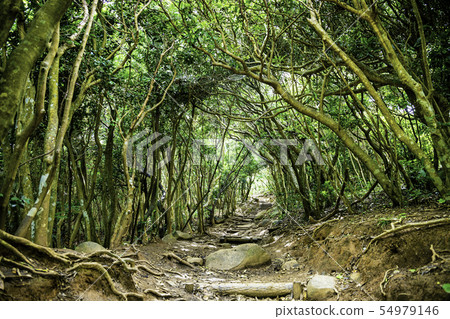 Damon's Daimon Park Forest Tunnel in Itoshima City, Fukuoka Prefecture Damon's Daimon Park Forest Tunnel in Itoshima City, Fukuoka Prefecture 54979146