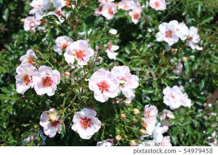 Rose Rose 54979458