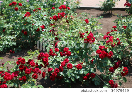 Rose Rose 54979459