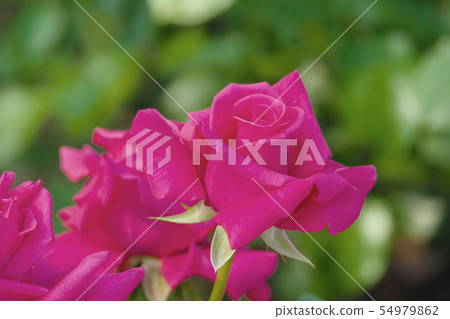 Roses image Roses image 54979862